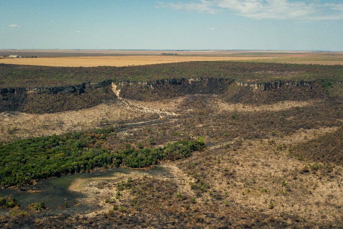 Após cinco anos de aumento, desmatamento no Cerrado tem queda