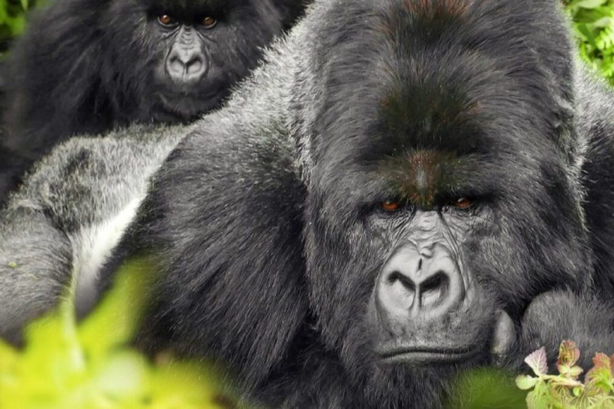 UE investiga criadora do Gorilla Glass por manipulação de mercado • Legislação • Tecnoblog